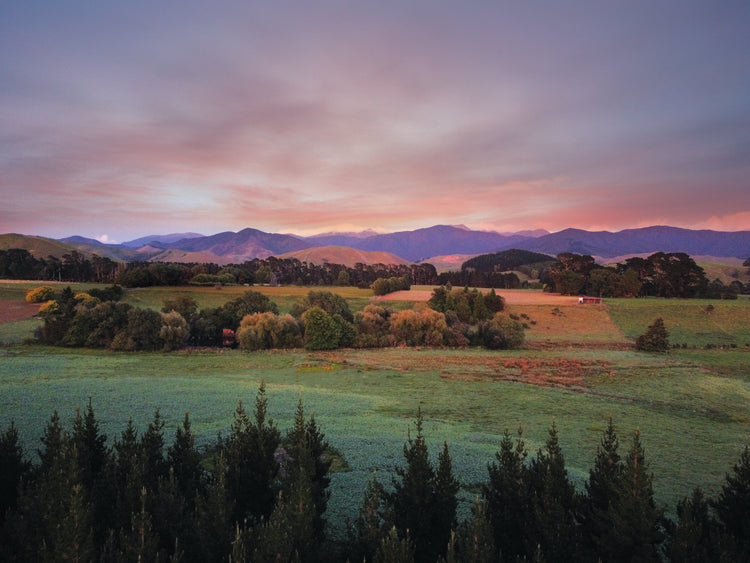 Artwork of a Wairarapa sunrise over pine trees and rolling farmland with soft light on the Tararua Ranges.