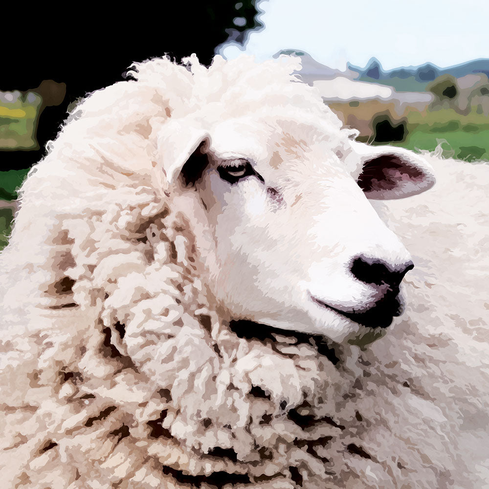 Close-up artwork of a fluffy sheep with a confident look, full of rural charm and Kiwi personality.