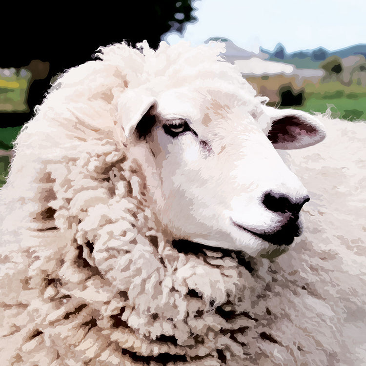 Close-up artwork of a fluffy sheep with a confident look, full of rural charm and Kiwi personality.